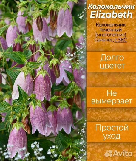 Колокольчик Elizabeth