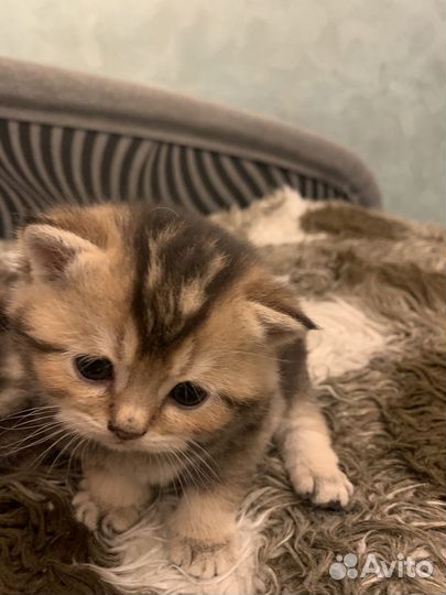 Шотландские котята