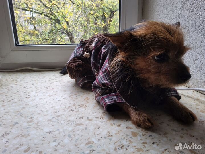 Одежда для собак