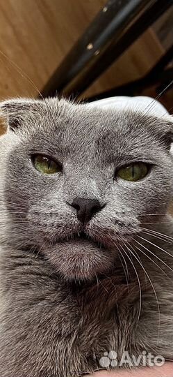 Шотландская кошка вязка