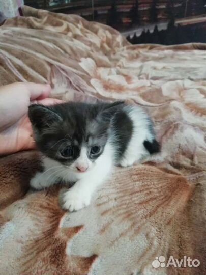 Котята бесплатно