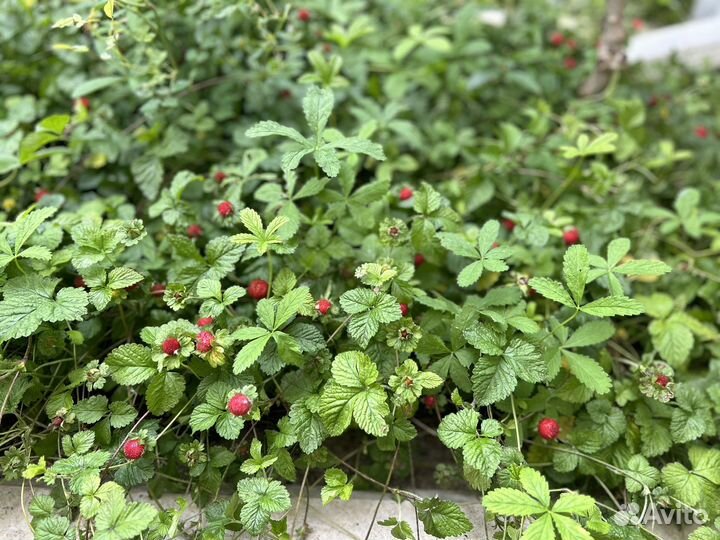 Земляника декоративная(почвопокровник душенея)