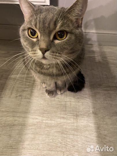 Британская кошка