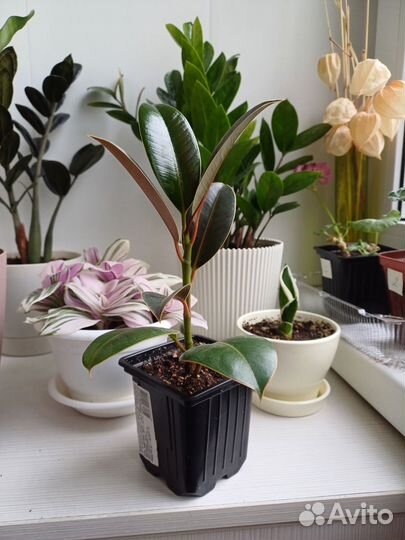 Фикус эластика Мелани