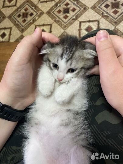 Котята в дар бесплатно