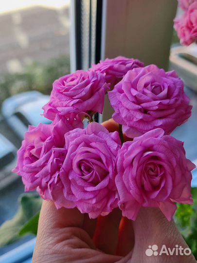 Пеларгония (ю-мерлезон2)