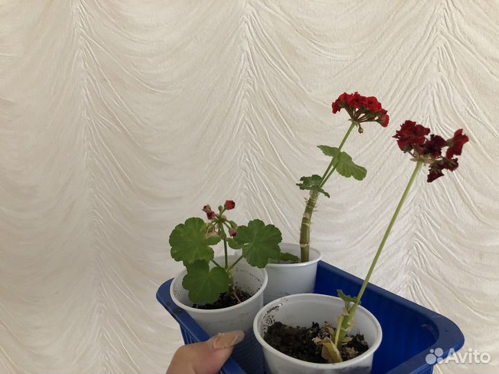 Герань красная розебудная