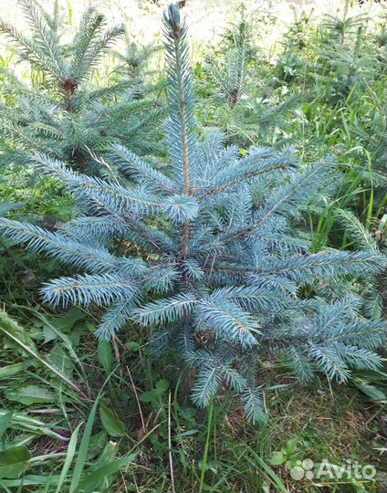 Ель голубая Blue Diamand