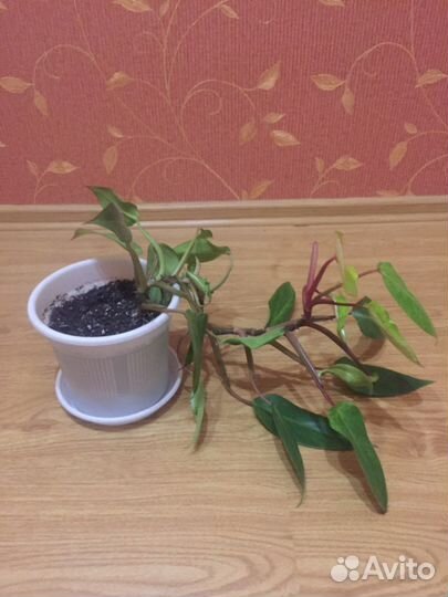 Филодендрон