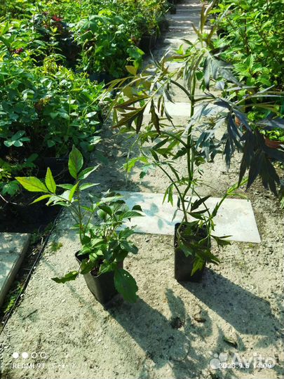 Бузина черная