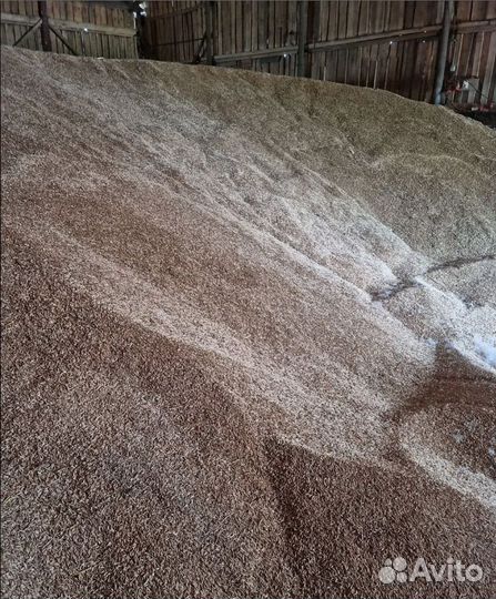 Пшеница яровая, Кормовой горох на корм/посев