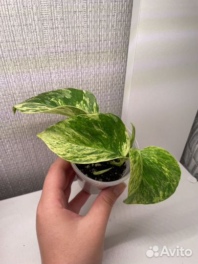 Эпипремнум марбл квин