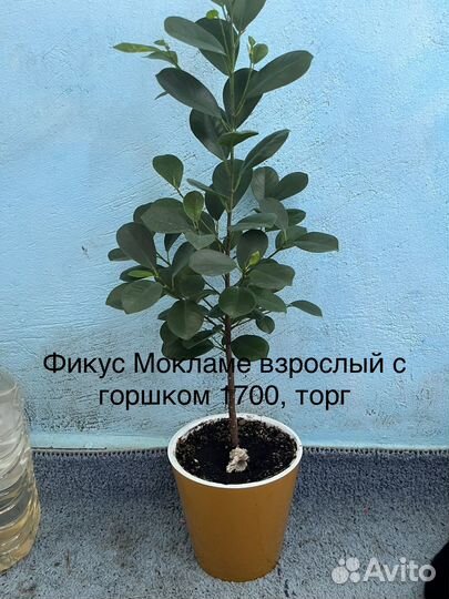 Комнатные цветы