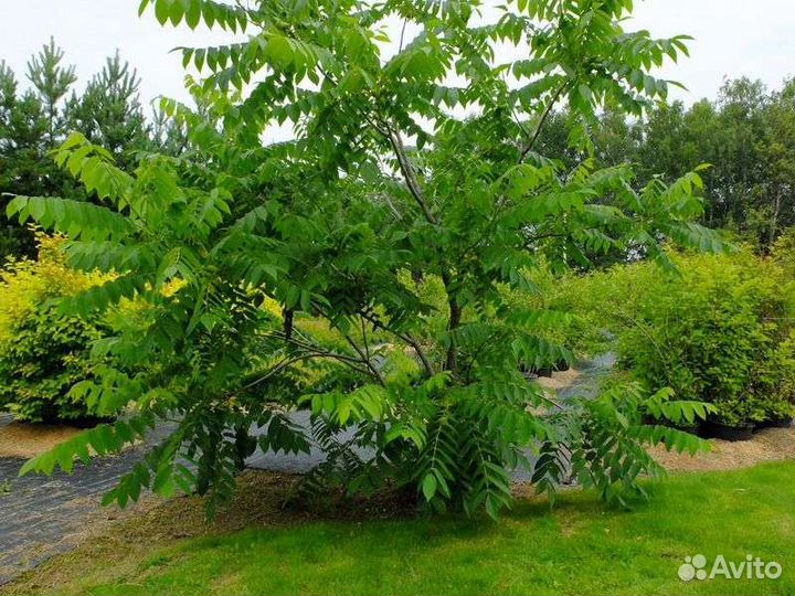 Маньчжурский орех семена