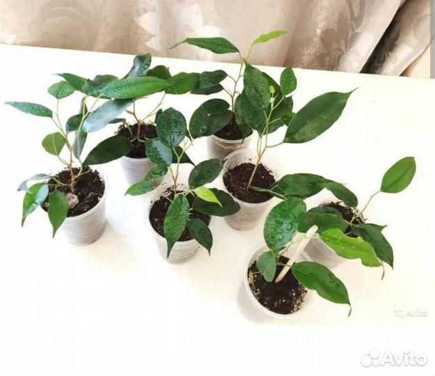 Фикус бенджамина