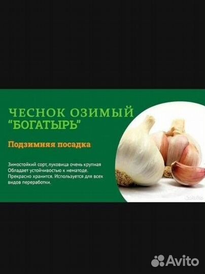 Чеснок Гигантский 