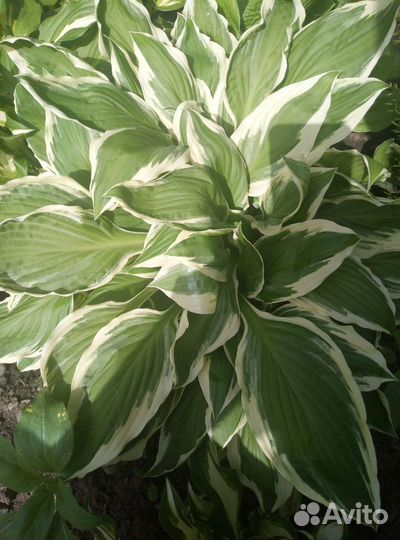 Хоста растение