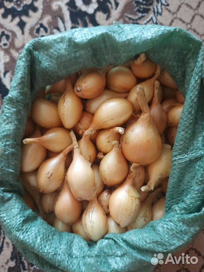 Лук, зелень