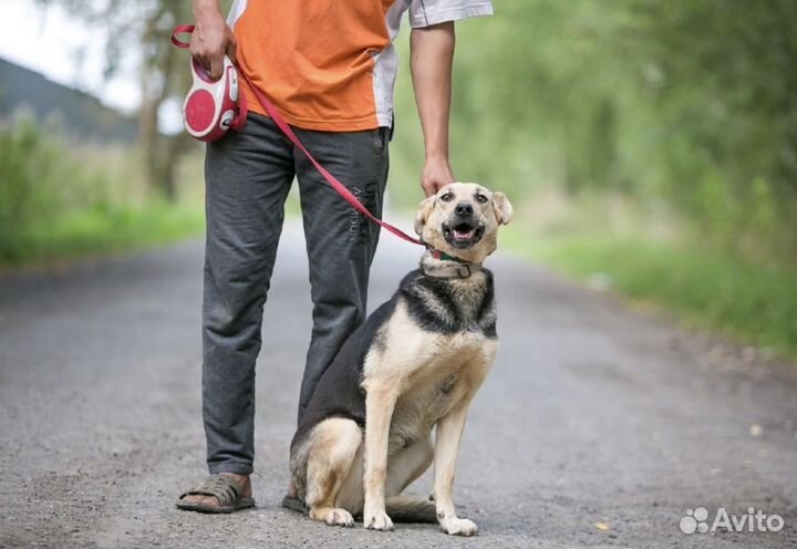 Собака Амандочка