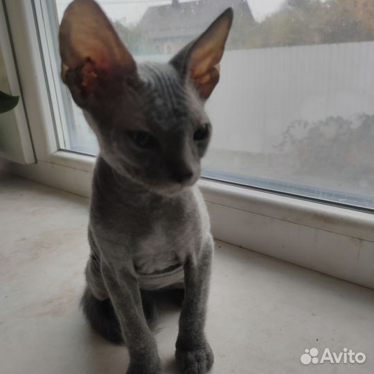 Донской сфинкс котята