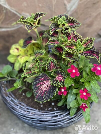 Цветочные композиции из колеусов