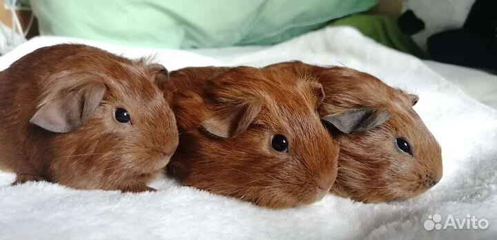 Морские свинки английский селф золото