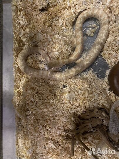 Королевскя змея с террариумом