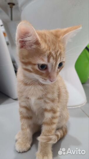 Рыжий проказник 2 мес