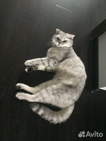Отдам кота в добрые руки