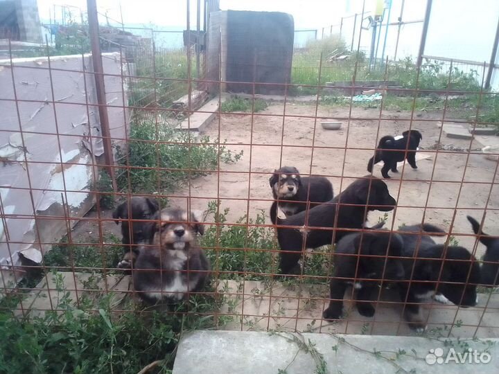 Собаки щенки бесплатно