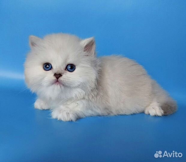 Британские котята