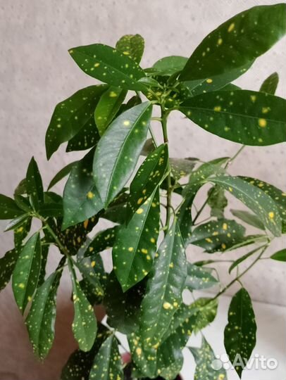 Кротон Аукуба