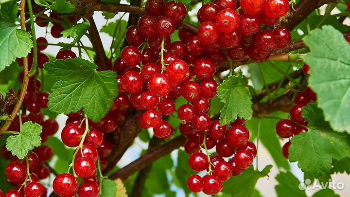Красная смородина ягоды