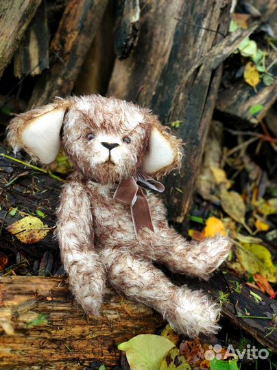 Тедди щенок