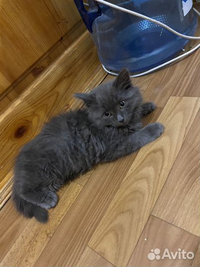 Котята бесплатно
