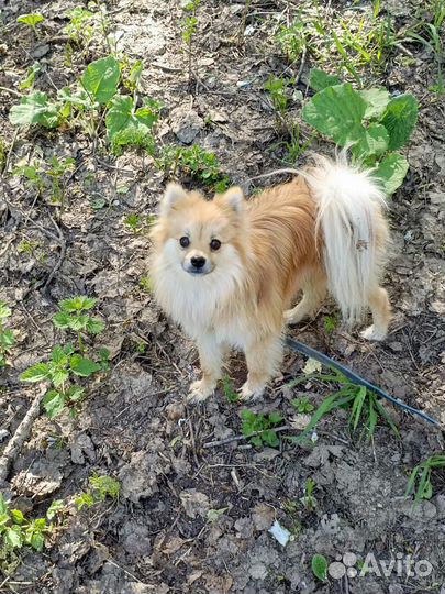 Немецкий шпиц