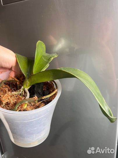Орхидея фаленопсис