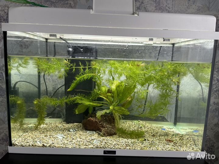 Аквариум на 50 литров