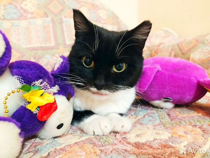 Спасённая с улицы ищет дом. Видео