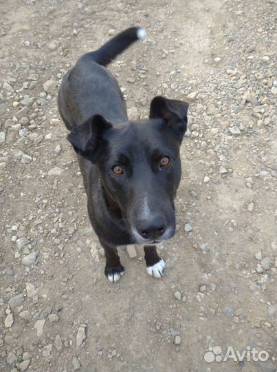 Молодой кобель