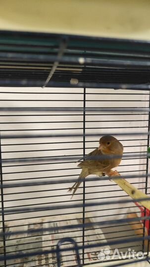 Кенара и канарейки