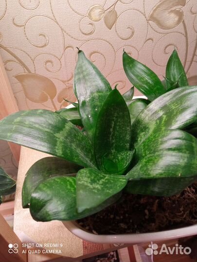 Сансевиерия ханни