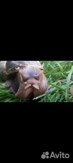 Ахатина улитка