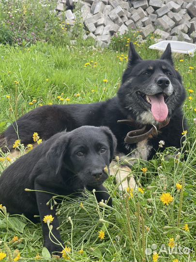 Щенок в добрые руки