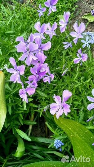 Травянистые растения