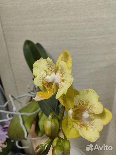 Орхидея Little Emperor 560 бабочка цветёт