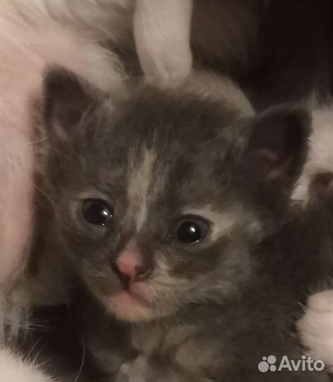 Котейки в добрые руки