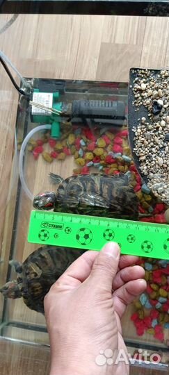 Красноухая черепаха с аквариумом