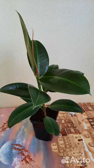 Декабрист, фикус