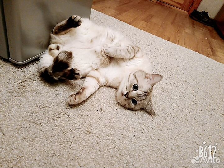 Кот на вязку